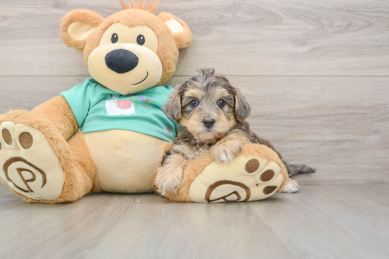 Little Yorkie Poodle Mix Poodle Mix Puppy