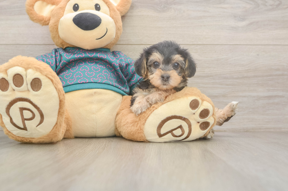 6 week old Yorkie Poo Puppy For Sale - Premier Pups