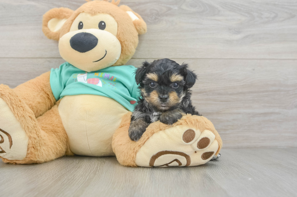 5 week old Yorkie Poo Puppy For Sale - Premier Pups