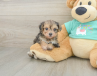 6 week old Yorkie Poo Puppy For Sale - Premier Pups