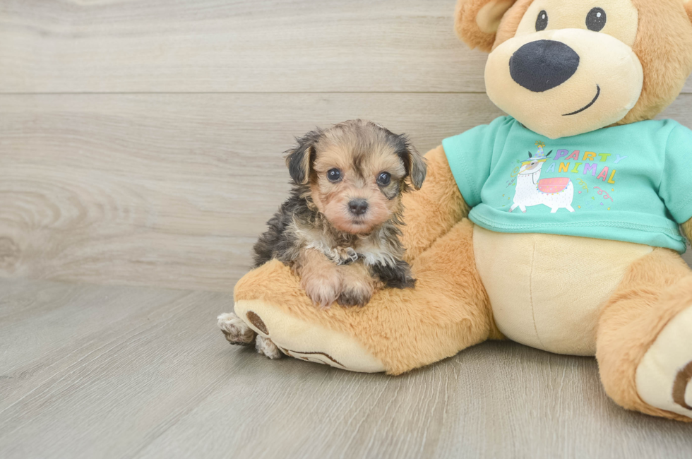 5 week old Yorkie Poo Puppy For Sale - Premier Pups
