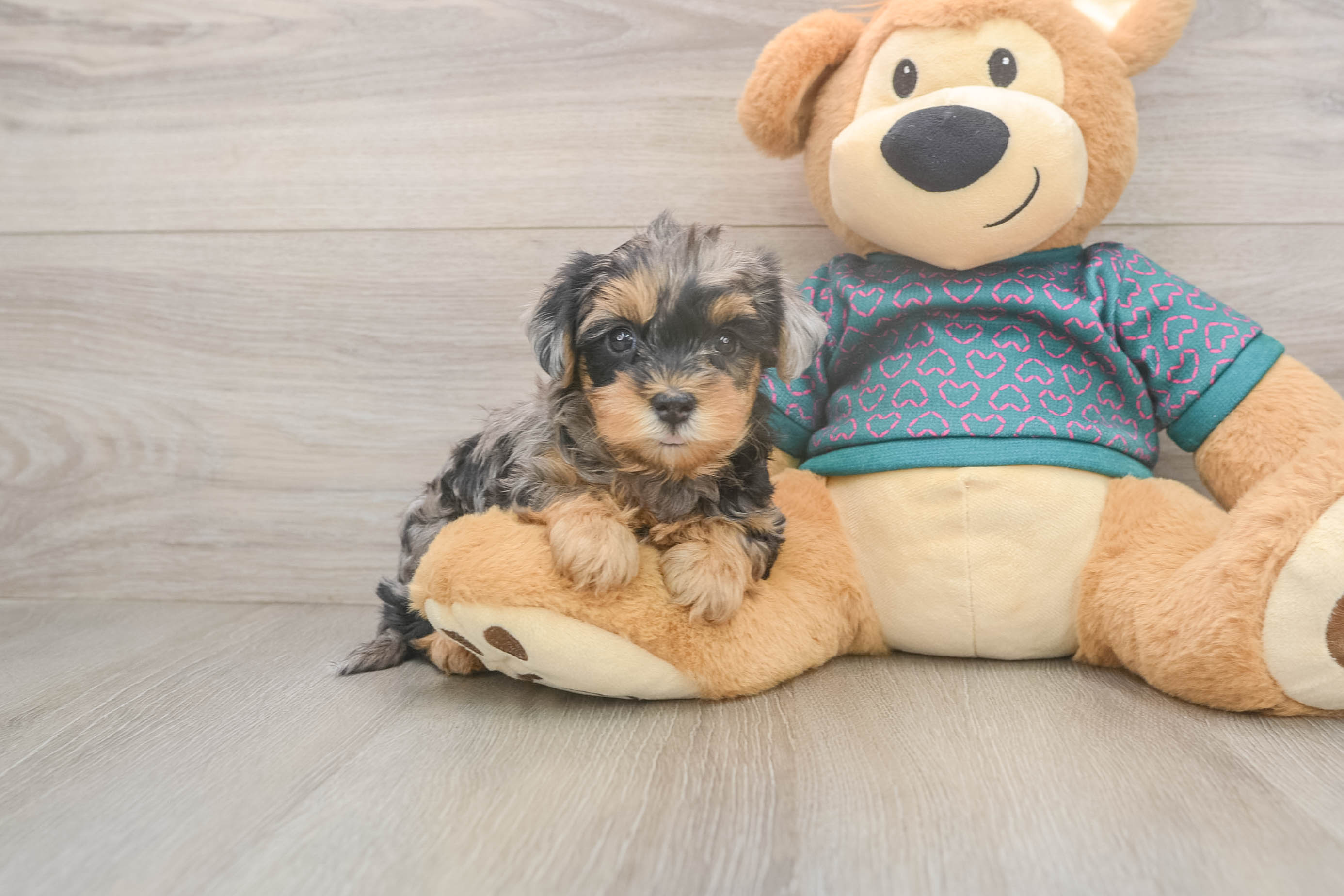 Playful Yo Yo Poo Poodle Mix Puppy