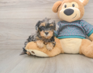 7 week old Yorkie Poo Puppy For Sale - Premier Pups