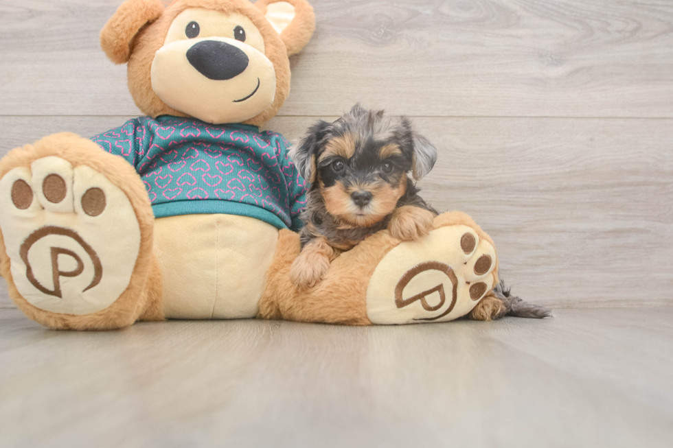 Adorable Yorkiedoodle Poodle Mix Puppy