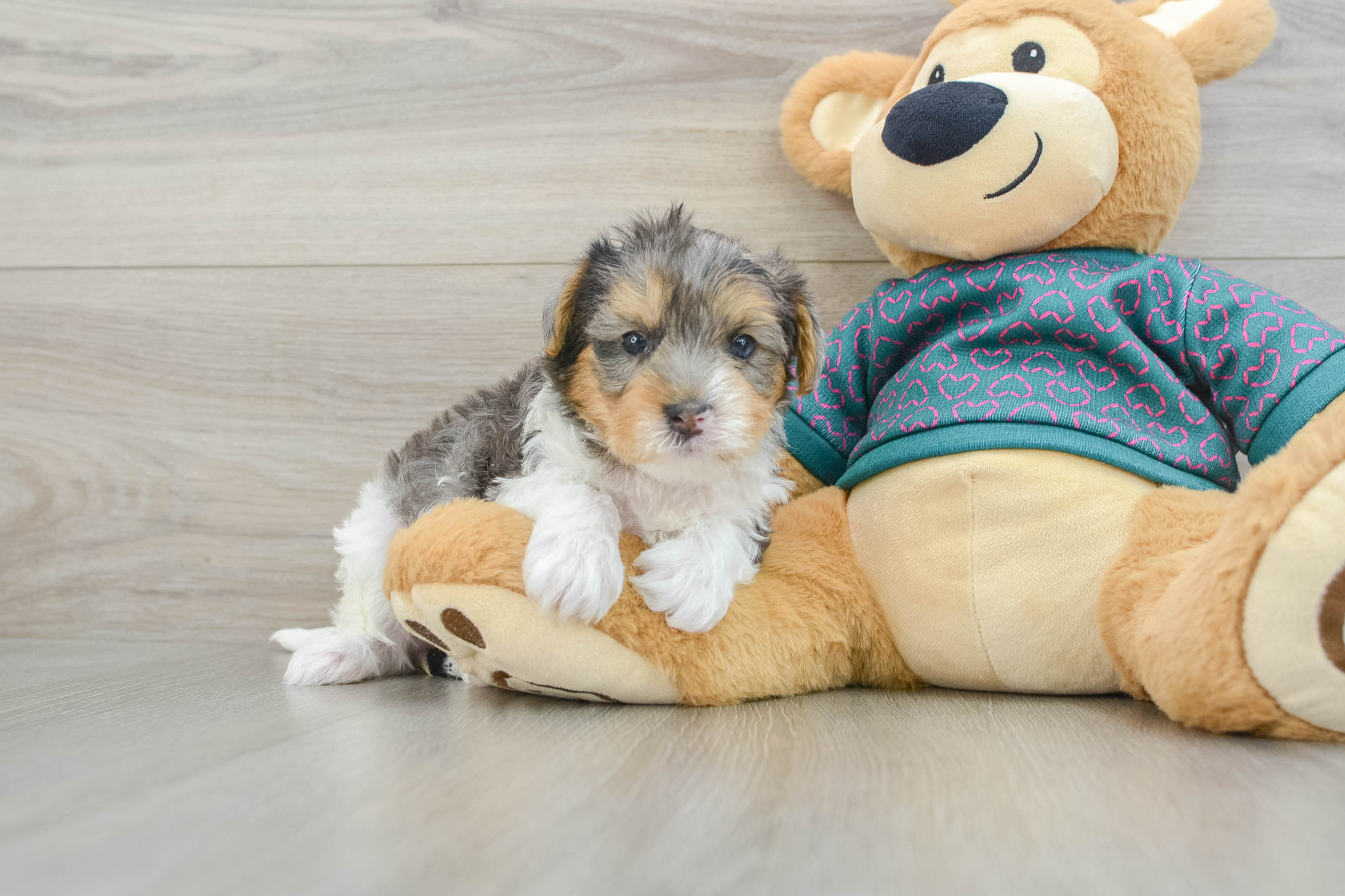 Adorable Yorkiedoodle Poodle Mix Puppy