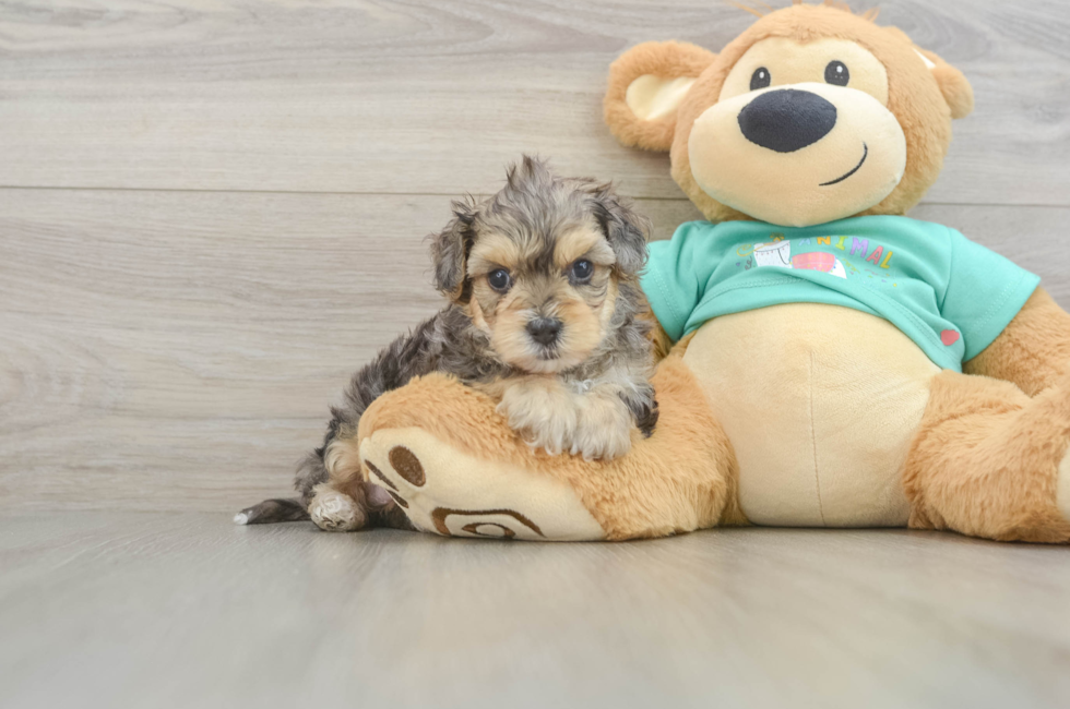 5 week old Yorkie Poo Puppy For Sale - Premier Pups