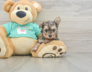 6 week old Yorkie Poo Puppy For Sale - Premier Pups