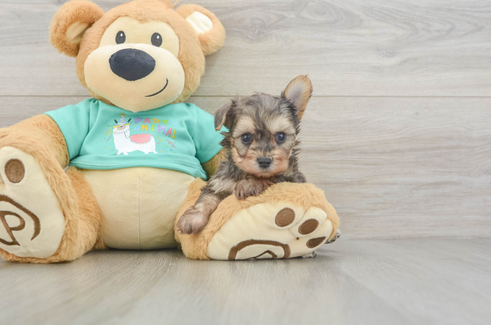 5 week old Yorkie Poo Puppy For Sale - Premier Pups