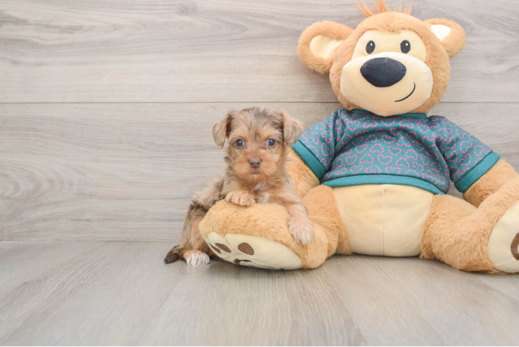 Little Yorkie Poodle Mix Poodle Mix Puppy