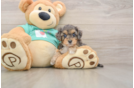 Smart Yorkie Poo Poodle Mix Pup