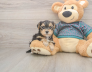 7 week old Yorkie Poo Puppy For Sale - Premier Pups