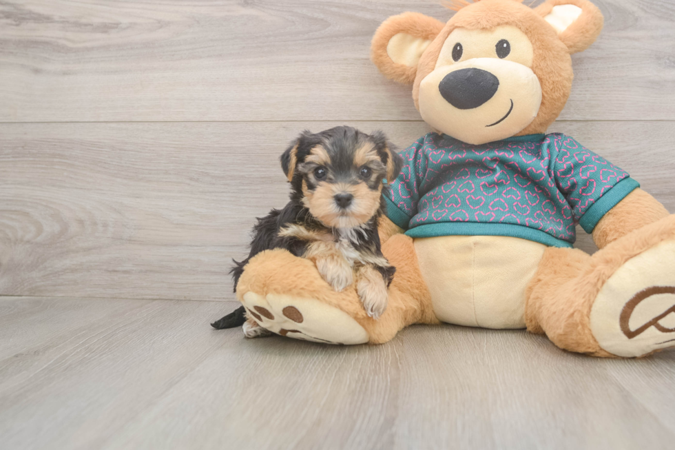 Yorkie Poo Puppy for Adoption