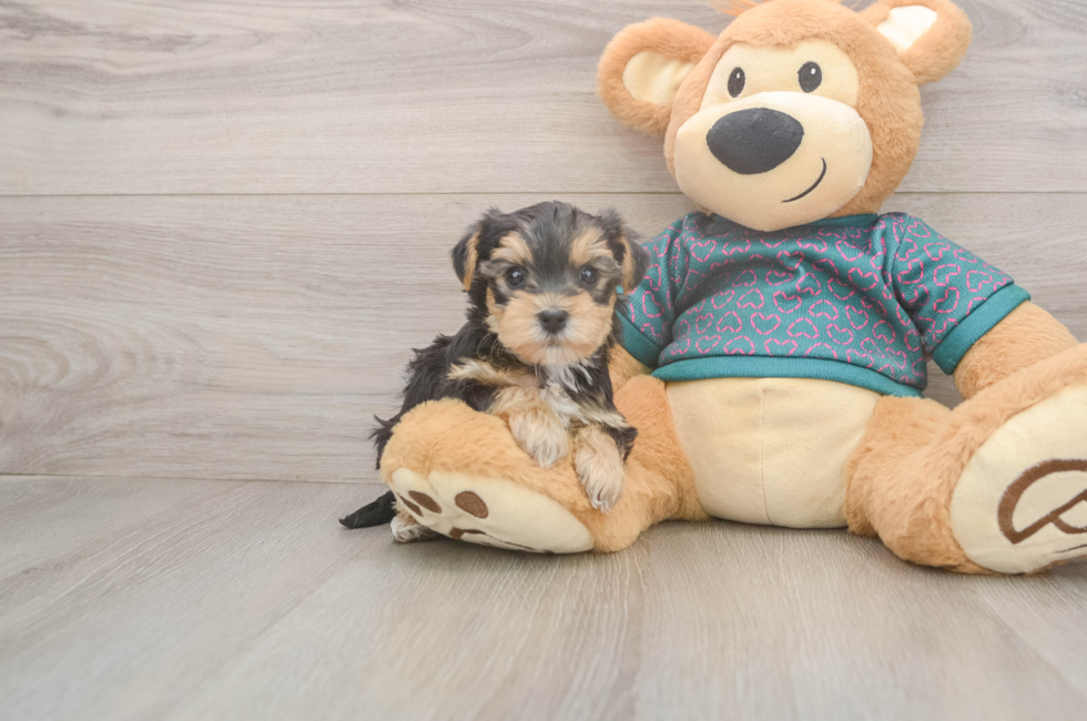5 week old Yorkie Poo Puppy For Sale - Premier Pups