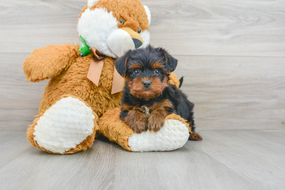 Petite Yorkie Poo Poodle Mix Pup