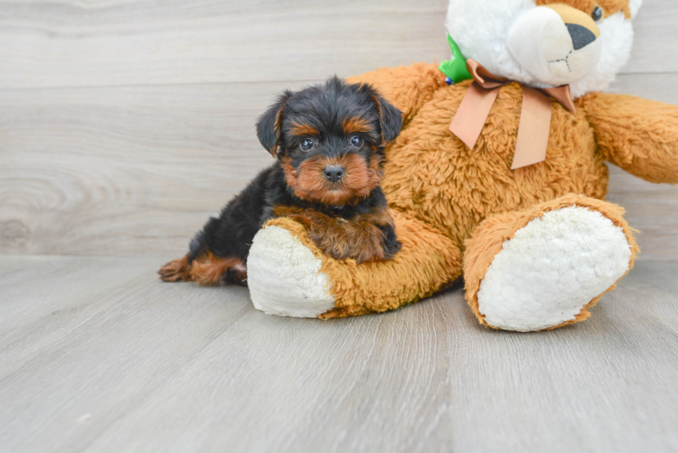 Yorkie Poo Puppy for Adoption