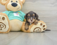 7 week old Yorkie Poo Puppy For Sale - Premier Pups