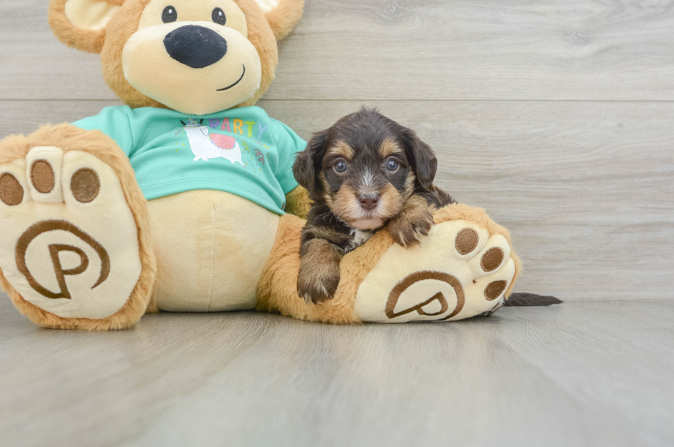 5 week old Yorkie Poo Puppy For Sale - Premier Pups