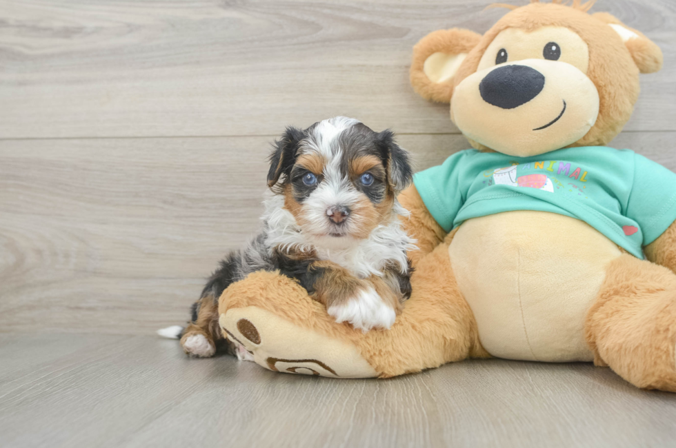 5 week old Yorkie Poo Puppy For Sale - Premier Pups