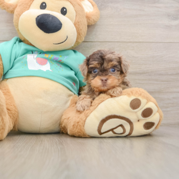 Yorkie Poo Pup Being Cute