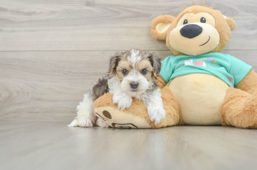 5 week old Yorkie Poo Puppy For Sale - Premier Pups
