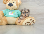 5 week old Yorkie Poo Puppy For Sale - Premier Pups