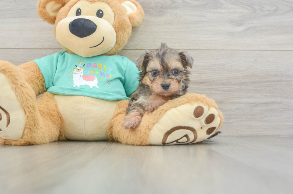 5 week old Yorkie Poo Puppy For Sale - Premier Pups