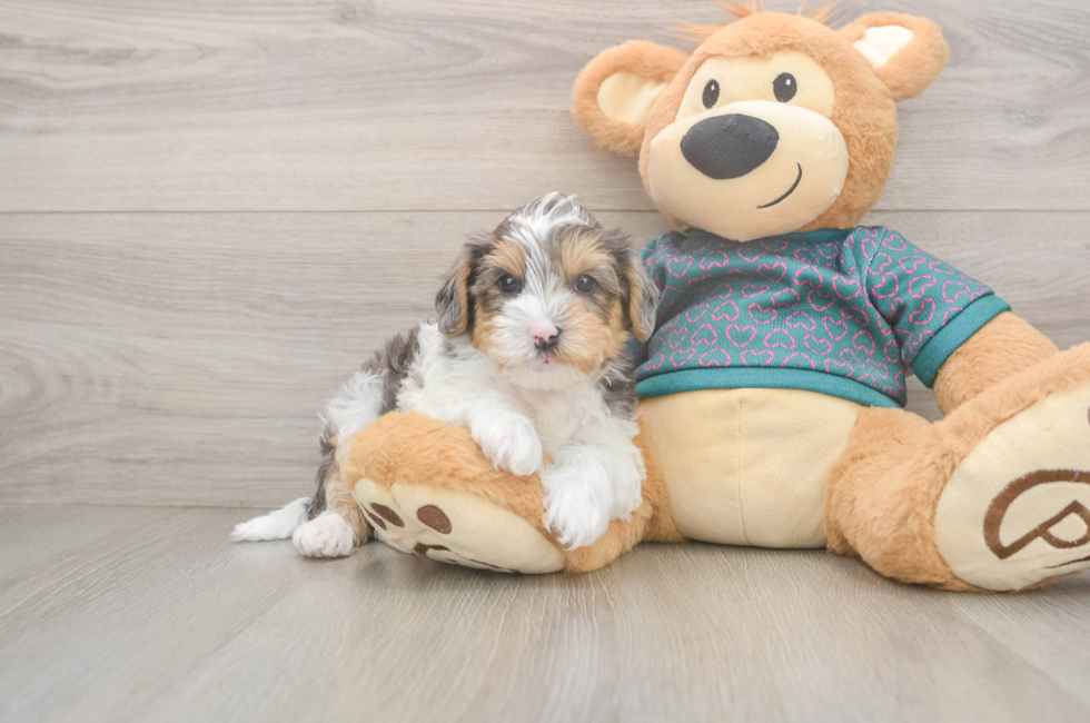 5 week old Yorkie Poo Puppy For Sale - Premier Pups