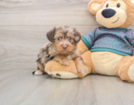 6 week old Yorkie Poo Puppy For Sale - Premier Pups