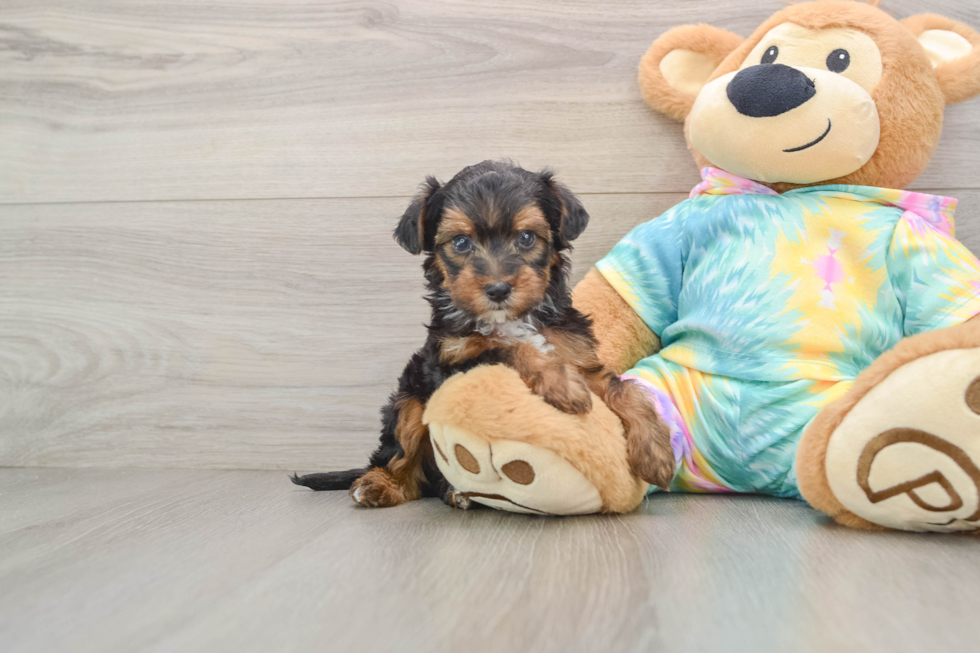 Yorkie Poo Pup Being Cute