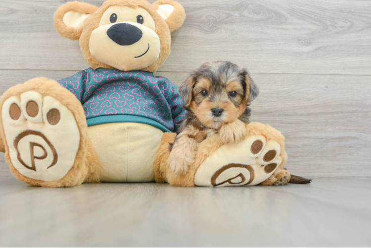 Yorkie Poo Puppy for Adoption