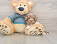 6 week old Yorkie Poo Puppy For Sale - Premier Pups