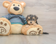7 week old Yorkie Poo Puppy For Sale - Premier Pups