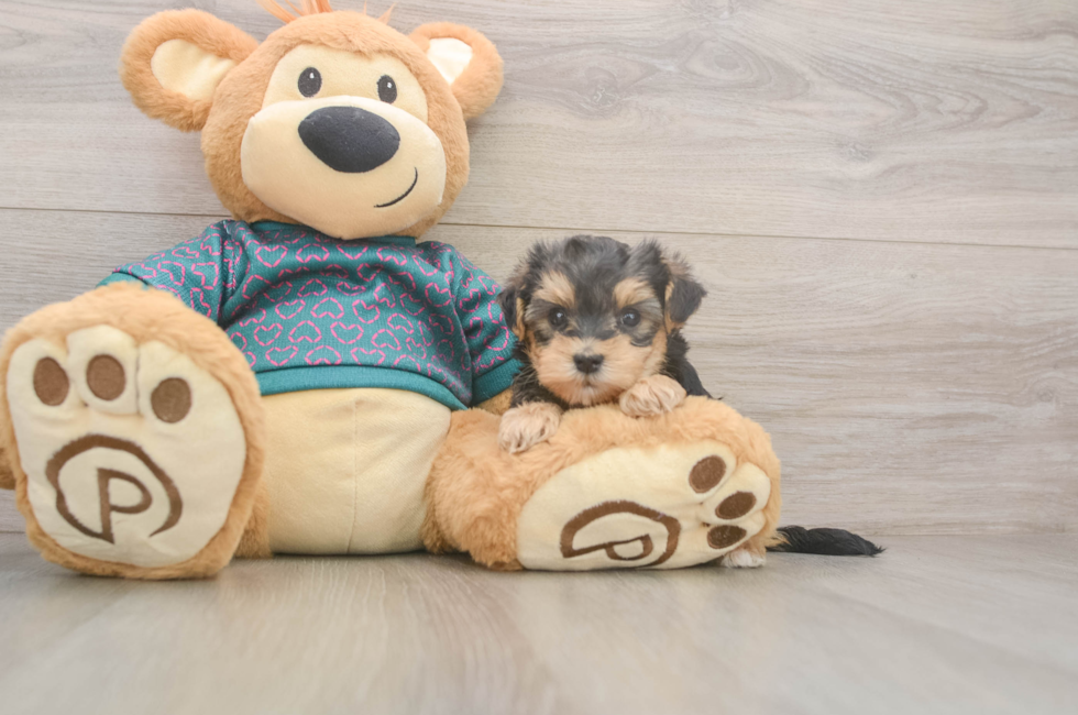 5 week old Yorkie Poo Puppy For Sale - Premier Pups