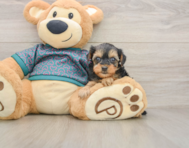 10 week old Yorkie Poo Puppy For Sale - Premier Pups