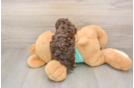 Friendly Yorkie Poo Baby