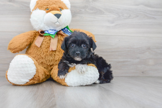 Adorable Yorkie Doodle Poodle Mix Puppy