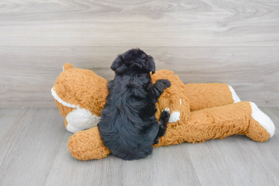 Hypoallergenic Yorkie Doodle Poodle Mix Puppy