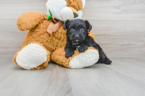 Yorkie Poo Puppy for Adoption