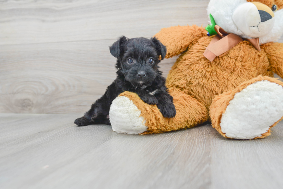 Happy Yorkie Poo Baby