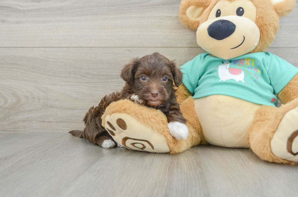 5 week old Yorkie Poo Puppy For Sale - Premier Pups