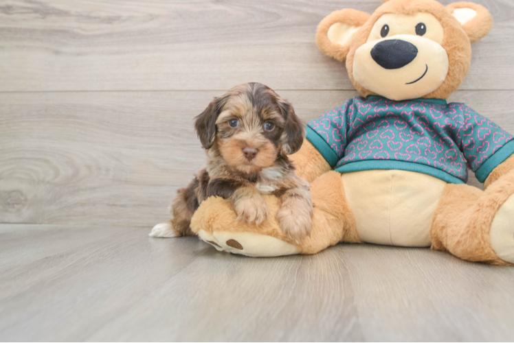 Best Yorkie Poo Baby