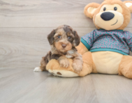 6 week old Yorkie Poo Puppy For Sale - Premier Pups