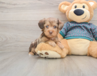 6 week old Yorkie Poo Puppy For Sale - Premier Pups