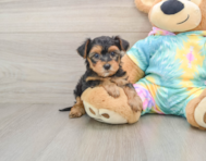7 week old Yorkie Poo Puppy For Sale - Premier Pups