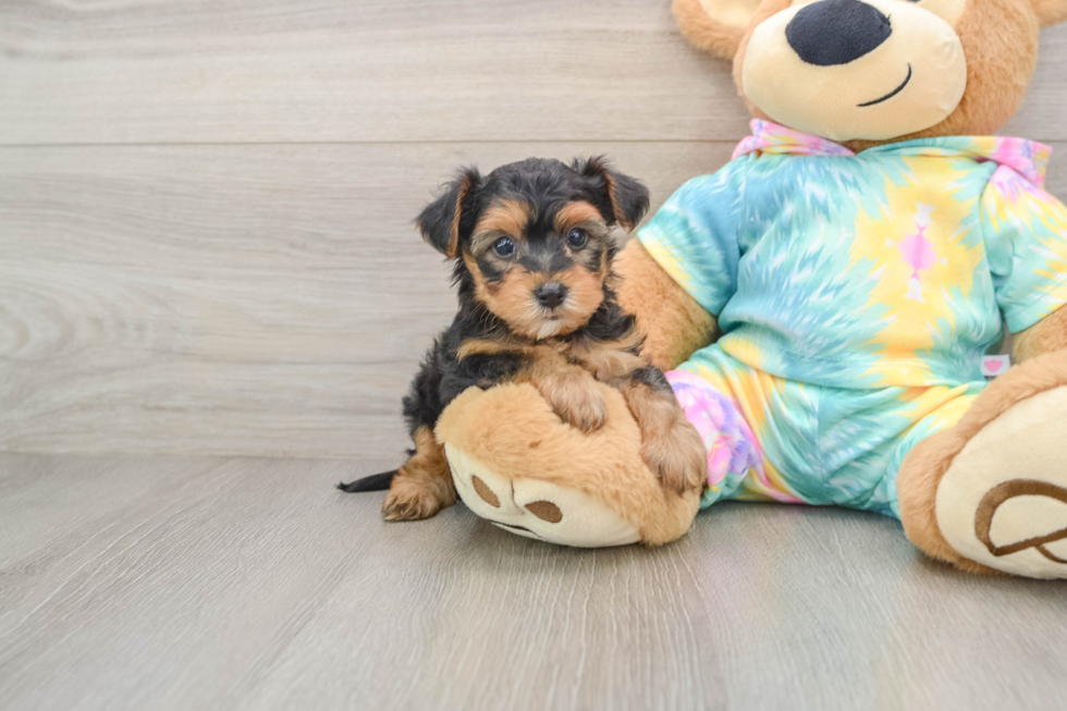 Best Yorkie Poo Baby
