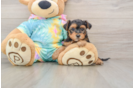 Yorkie Poo Pup Being Cute