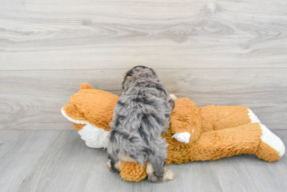 Happy Yorkie Poo Baby