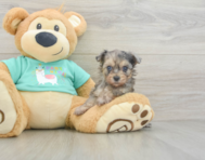 5 week old Yorkie Poo Puppy For Sale - Premier Pups