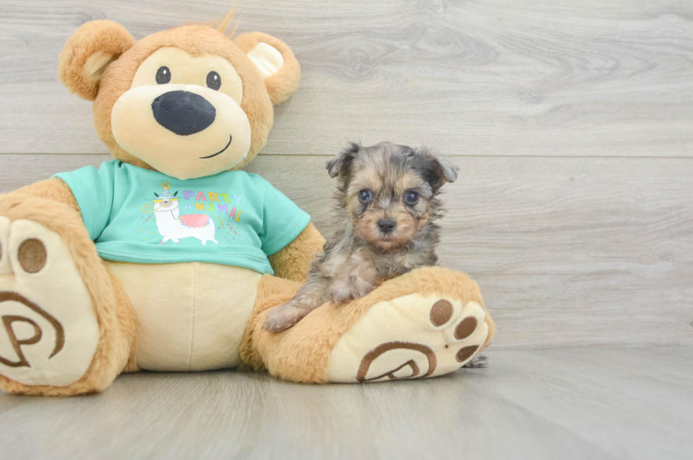 5 week old Yorkie Poo Puppy For Sale - Premier Pups