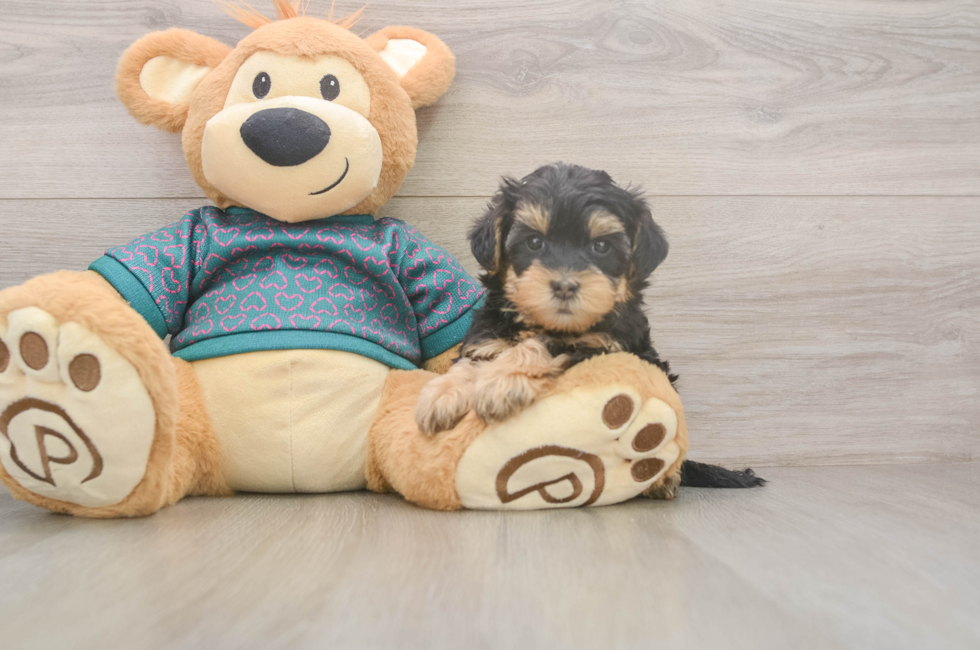5 week old Yorkie Poo Puppy For Sale - Premier Pups